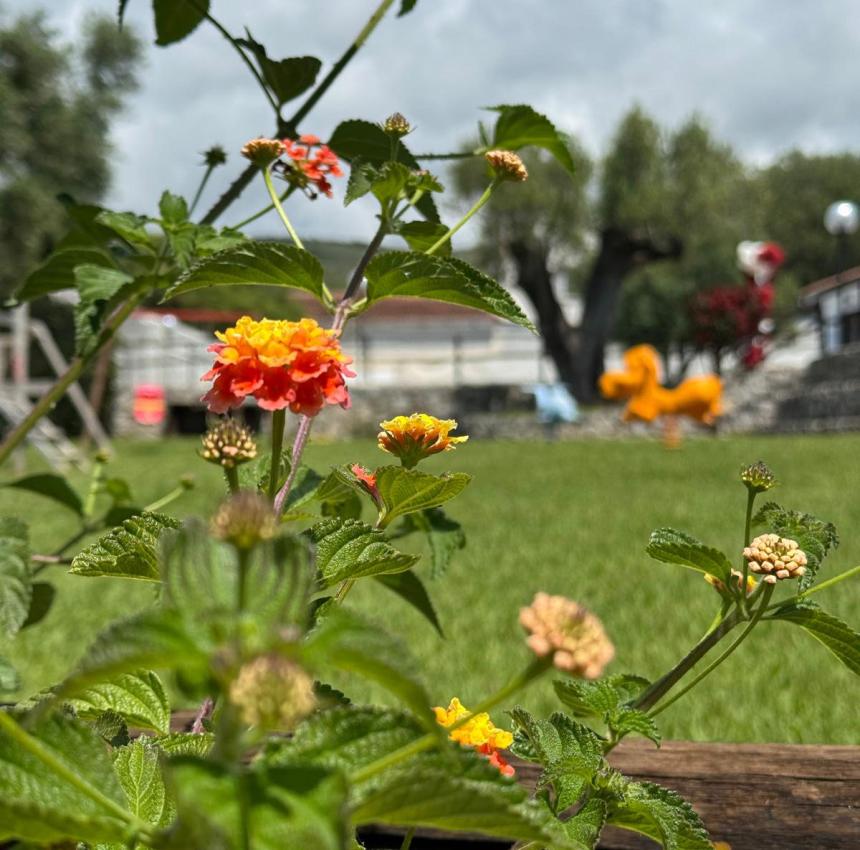 Fiori colorati sbocciano tra il verde vibrante, sotto un cielo nuvoloso.